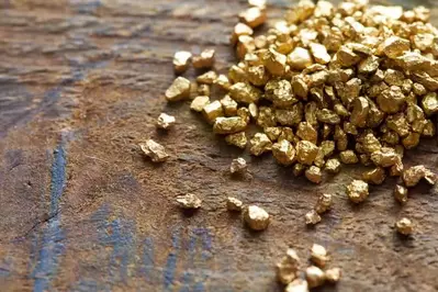 Gold nuggets on a wood table.