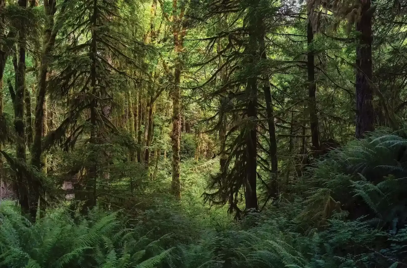 Trees