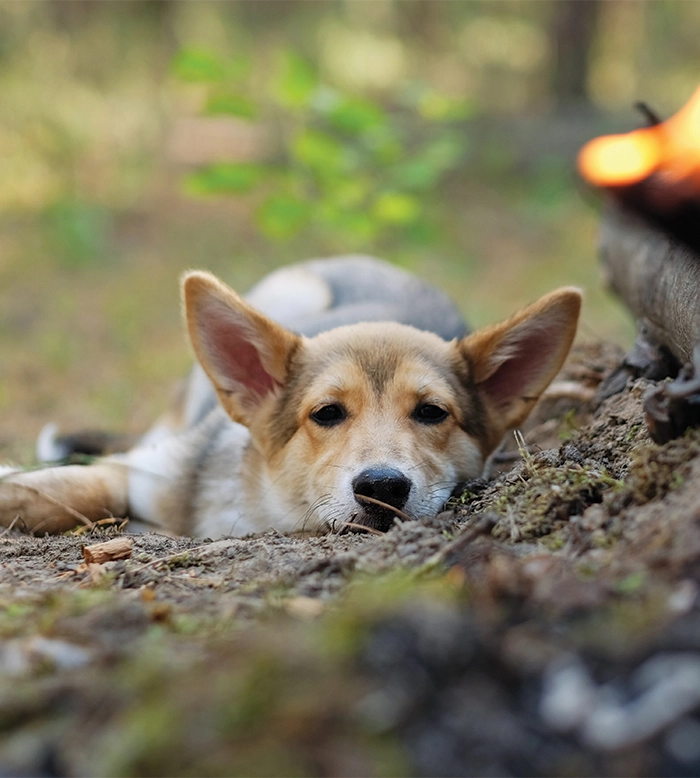 dog relaxing at campground