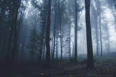 Creepy forest