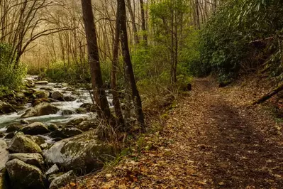 trail in the smokies with river