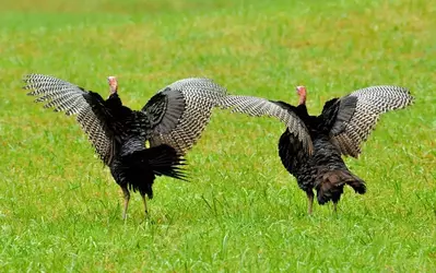 wild turkey