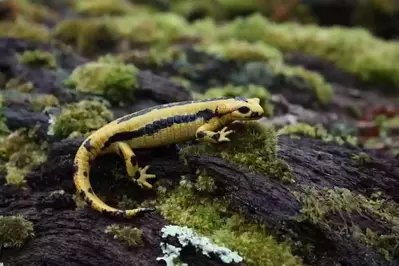 salamander