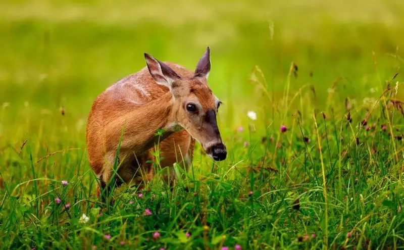 white tailed deer