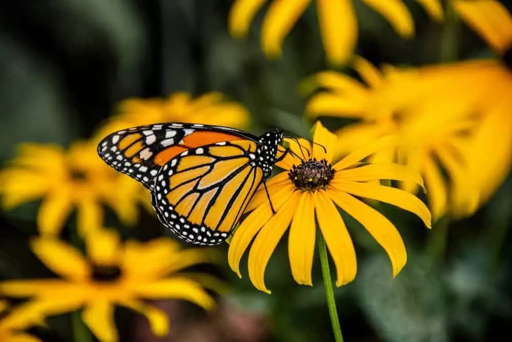 monarch butterfly on black eyed susan