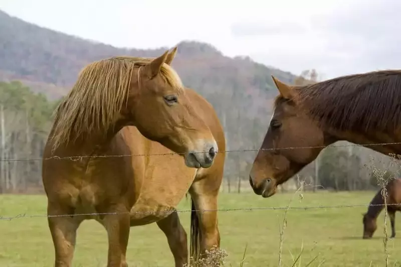 horses in cades cove