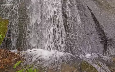 fern branch falls