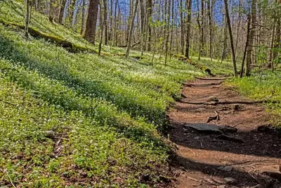 Porters Creek Trail in the Smoky Mountains