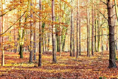 fall leaves in the woods