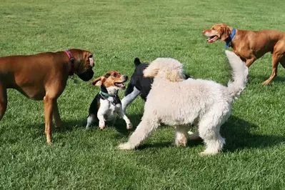 dogs playing in grass