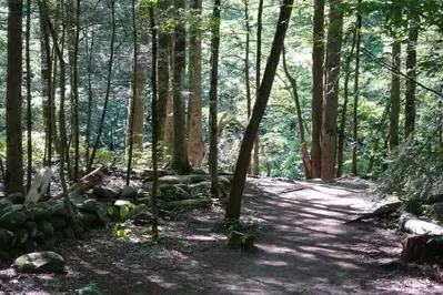 walking path in the woods