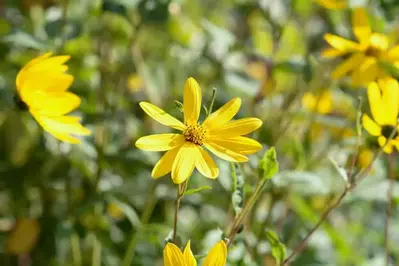 Golden aster flower in the Smoky Mountains