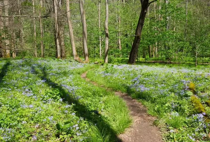 Trail going through wildflowers in the smoky mountains