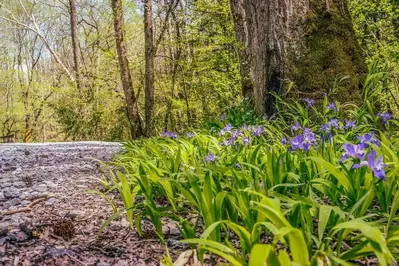 Spring widlflowers on the Porters Creek trail