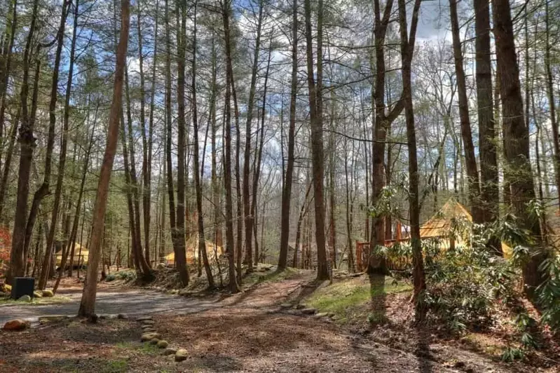 tents in the woods