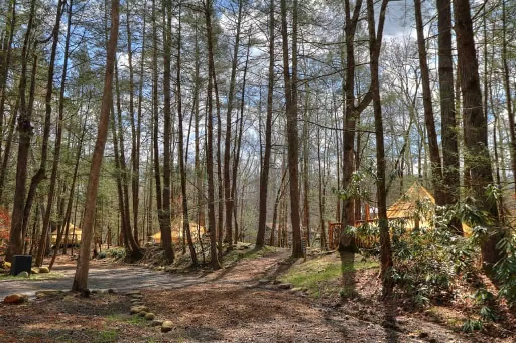 tents in the woods