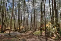 tents in the woods