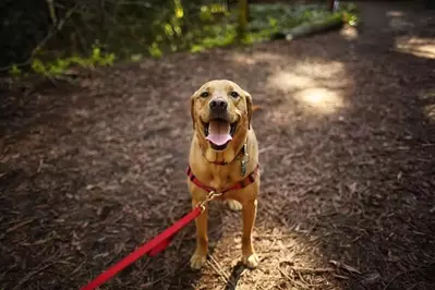 dog-hiking-mountains