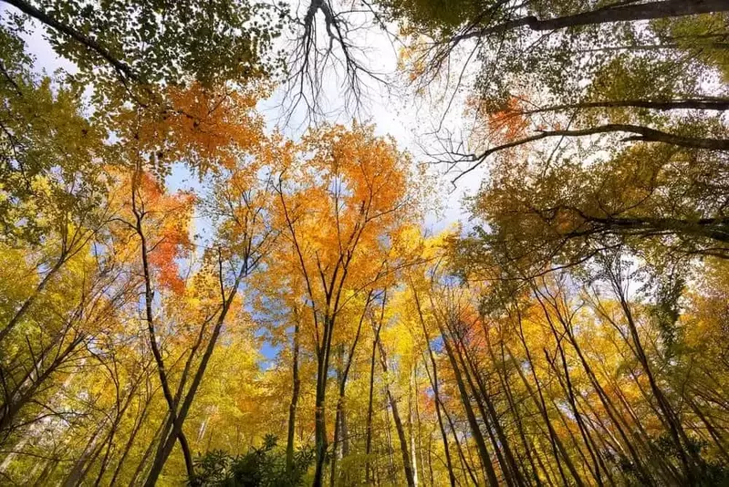 Beautiful fall colors at campground in the Smoky Mountains