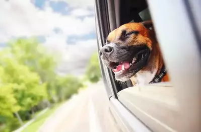 brown and black dog with head out car window heading to Greenbrier Campground in Smoky Mountains