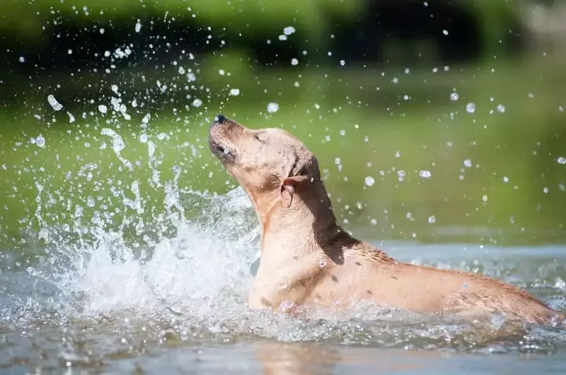 dog splashing in the water