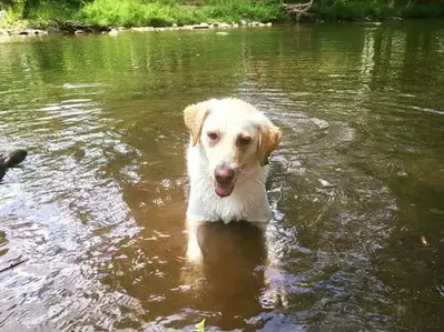 Dog in the river at campground