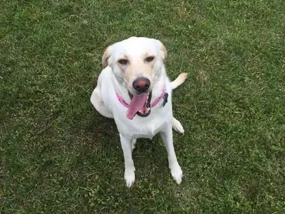 Dog at pet friendly Greenbrier Campground