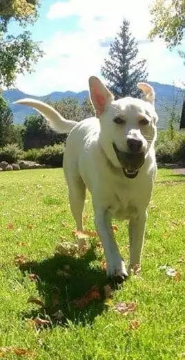 Dog running in dog park at Greenbrier Campground