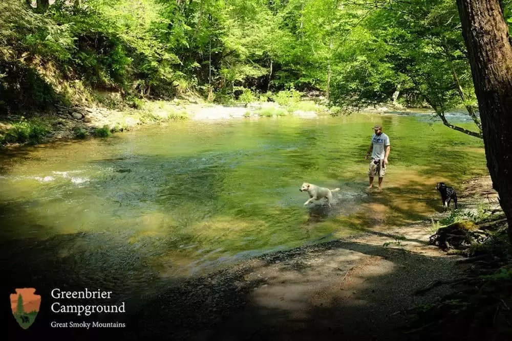 Dogs and their owner playing in the river at Greenbrier Campground in the Smokies.