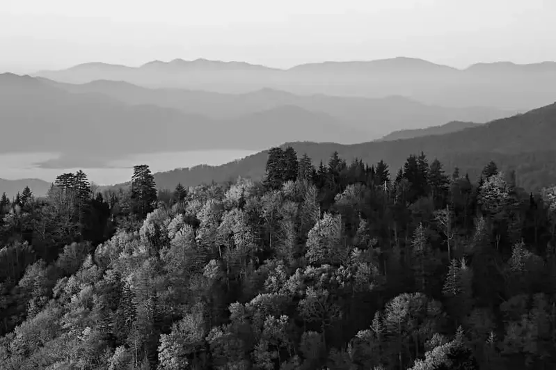 Black and white photo of trees in the Smoky Mountains.