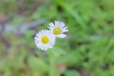 Beautiful flowers at Greenbrier Campground in the Smoky Mountains.