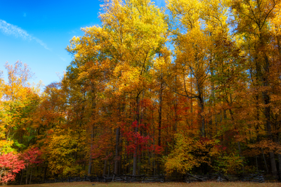 Fall leaves along Roaring Fork Motor Nature Trail