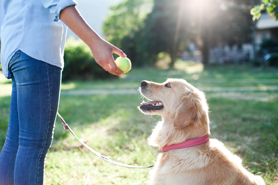 golden at a dog park