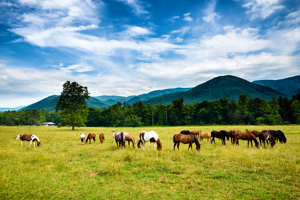 horseback riding cades cove