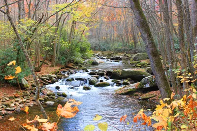 little river trail is one of the best easy hikes in the Smoky Mountains for families