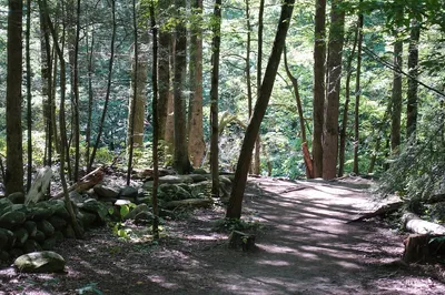 Gatlinburg Trail is one of the best easy hikes in the Smoky Mountains for families